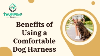Benefits of Using a Comfortable Dog Harness
