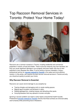 Top Raccoon Removal Services in Toronto_ Protect Your Home Today