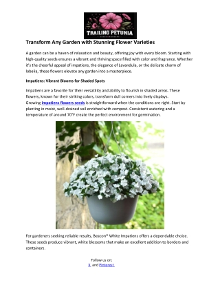 TP Bulk Seeds- Lavender Seeds for Planting