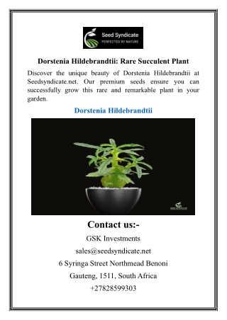 Dorstenia Hildebrandtii Rare Succulent Plant