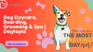 Doggy Spa and Day Care | Pamper Your Pup at Dogtopia