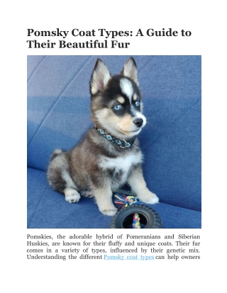 Pomsky Coat Types: A Guide to Their Beautiful Fur