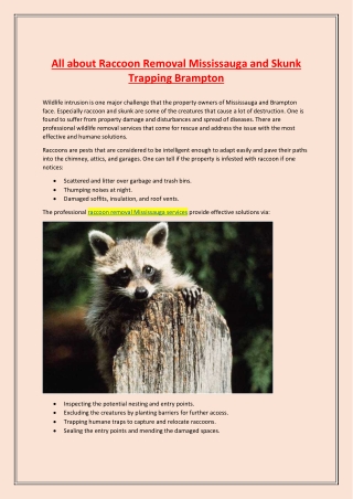 All about Raccoon Removal Mississauga and Skunk Trapping Brampton