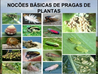 Noções Básicas de Pragas de Plantas