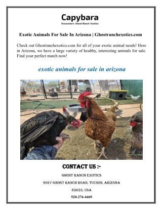 Exotic Animals For Sale In Arizona  Ghostranchexotics.com