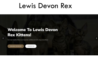 Devon Rex Kitten Breeder