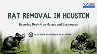 Rat Removal in Houston Ensuring Pest-Free Homes and Businesses