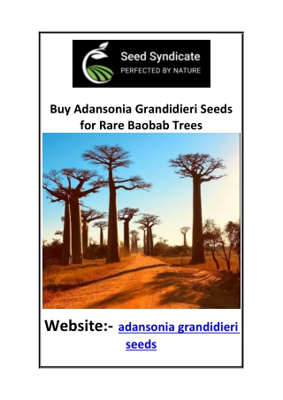 Buy Adansonia Grandidieri Seeds for Rare Baobab Trees