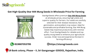 Get High-Quality Star 444 Mung Seeds in Wholesale Price for Farming