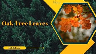 Oak Tree Leaves