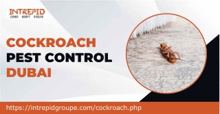 Cockroach Pest Control in Dubai with Intrepid’s Expert Extermination Services