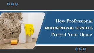 Certified Mold Cleanup Specialist for Your Home