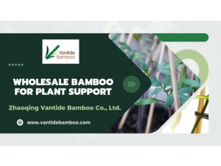 Wholesale Bamboo for Plant Support - Vantidebamboo.com