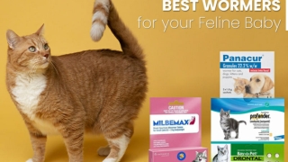 Best Wormers for your Feline Baby
