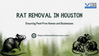 Rat Removal in Houston