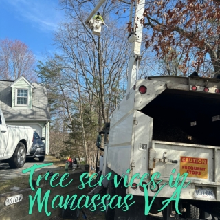 Tree removal near me in Manassas VA