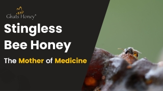 Rare and Wild Exotic Stingless Bee Honey - Wild Honey Hunters