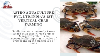 Crab farming