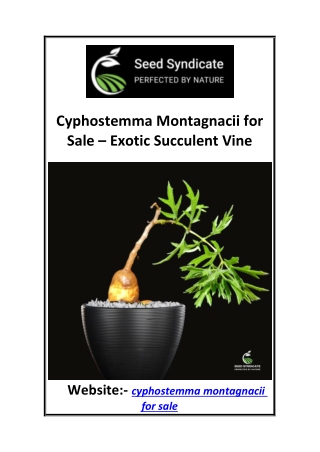 Cyphostemma Montagnacii for Sale  Exotic Succulent Vine