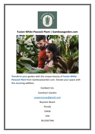 Fusion White Peacock Plant  Gamboasgarden