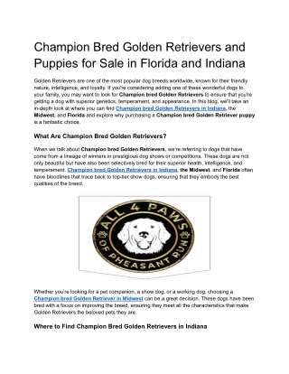 Champion Bred Golden Retrievers and Puppies for Sale in Florida and Indiana