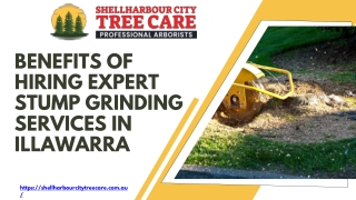Benefits of Hiring Expert Stump Grinding Services in Illawarra