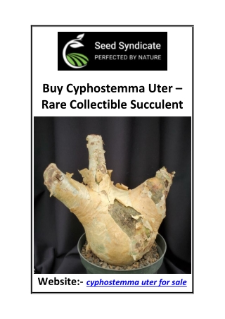 Buy Cyphostemma Uter Rare Collectible Succulent