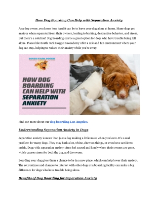 How Dog Boarding Can Help with Separation Anxiety