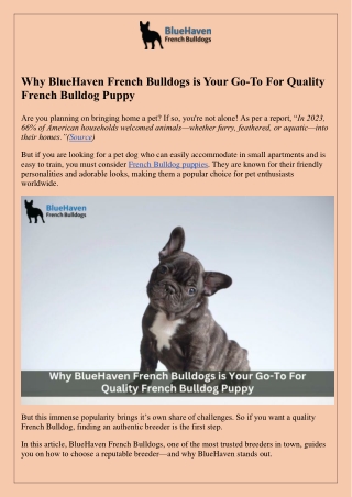 Why BlueHaven French Bulldogs is Your Go-To For Quality French Bulldog Puppy