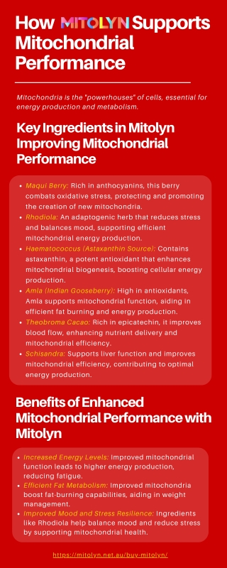 How Mitolyn Supports Mitochondrial Performance