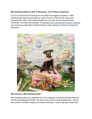 Mini Goldendoodles for Sale in Wisconsin