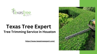 Tree Trimming Service in Houston - Texas Tree Expert