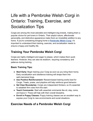 Life with a Pembroke Welsh Corgi in Ontario_ Training, Exercise, and Socialization Tips