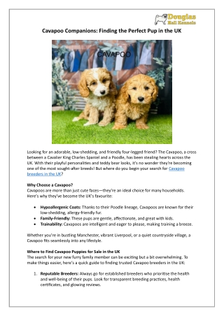 Cavapoo Puppies for Sale in the UK | Find Your Perfect Pup | DHK