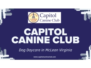 Joyful Paws and Happy Hearts at Our Dog Daycare | Capitol Canine Club