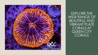 Plate Coral For Sale