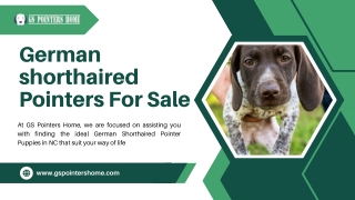 Buy German Shorthaired Puppies for Sale Near Me Today