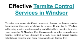 Effective Termite Control Services in Windsor
