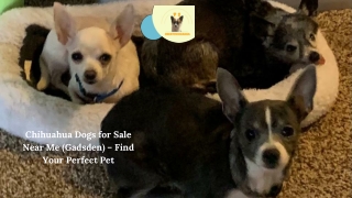 Find the Best Chihuahua Dogs for Sale Near Me at PS Great Chihuahua