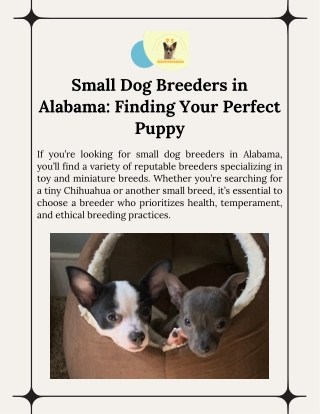 Top Small Dog Breeders Alabama Meet PS Great Chihuahua