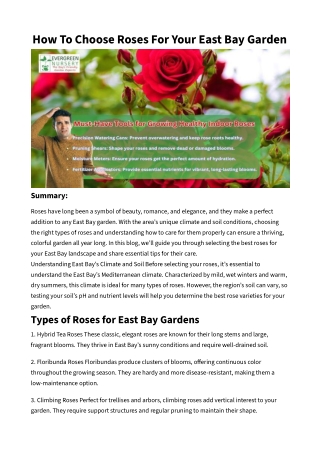 How To Choose Roses For Your East Bay Garden