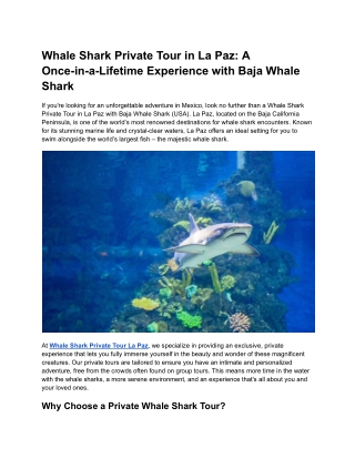 Whale Shark Private Tour La Paz