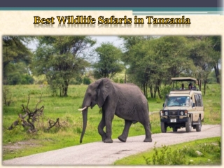 Best Wildlife Safaris in Tanzania