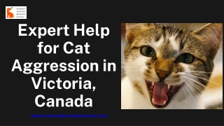 Expert Help for Cat Aggression in Victoria, Canada