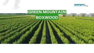 Green Mountain Boxwood (Buxus X ‘Green Mountain’)