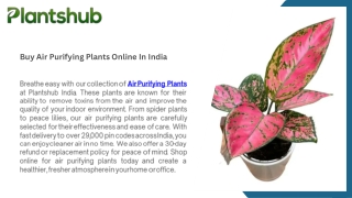 Buy Air Purifying Plants Online In India