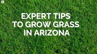 Expert Tips to Grow Grass in Arizona