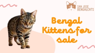 Bengal Kittens for sale