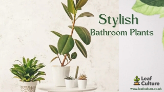 Stylish Bathroom Plants