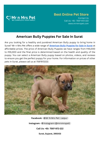 American Bully Puppies For Sale In Surat